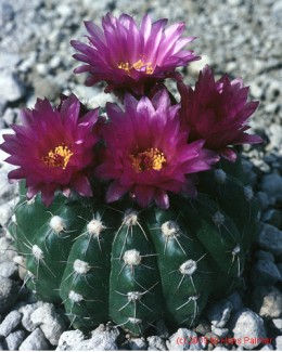 Notocactus uebelmannianus